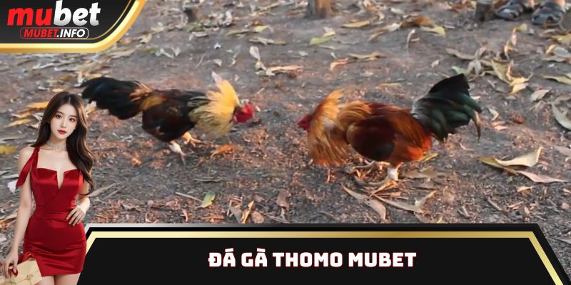 đá gà Thomo